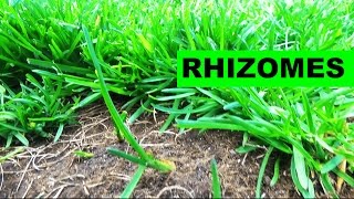 Elite Kentucky Bluegrass Rhizomes [upl. by Sayres398]