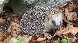 Hedgehog Sound Igel egeräusch Igelkott ljud läte Pindsvin lyd Hérisson cri [upl. by Ahsiekram892]