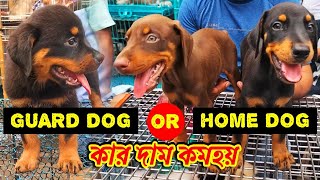 guard dog or home dog which is better  Galiff Street Pet Market Kolkata  dog market in kolkata [upl. by Airdnaxila]