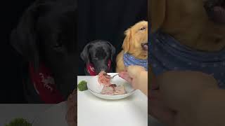 My Labrador Brother Only Wants To Eat Meat Golden and Labrador Oh My God It Smells So Good [upl. by Airdua354]