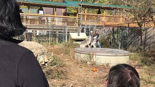 Touch and Feed Wolves at the Wolf Creek Habitat and Rescue [upl. by Yzdnil]