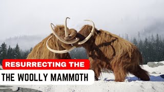 The Return Of Woolly Mammoth 🦣  Scientists Are Resurrecting Woolly Mammoth [upl. by Gavra648]