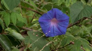 Envirotube  Restoring Blue Gum Forest [upl. by Carew]