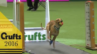 Flyball  Team Final  Crufts 2016 [upl. by Foster]