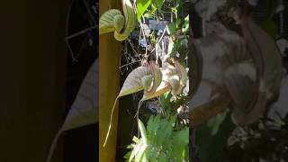 Aristolochia grandiflora or Pelican flowercreeper [upl. by Netaf]