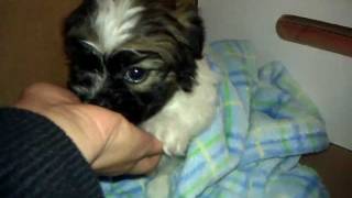 Crying baby maltese shih tzu [upl. by Nolahc]