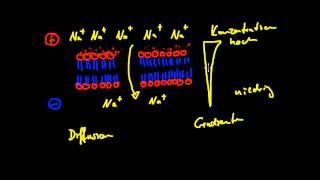 Neurobiologie  4 Der Elektrochemische Gradient [upl. by Hoxsie231]