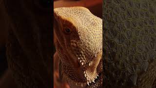 Hibernation hibernate hibernation lizard beardeddragon beardie irl life pets viralvideo [upl. by Sawyere865]