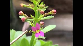 33ºC的秘密花園  丹波花柱草 Stylidium debile [upl. by Lekkim438]