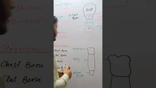 Sternum class 12 humanskeleton skeletalsysyem youtubeshorts biowithharoonkhan [upl. by Rosabel]