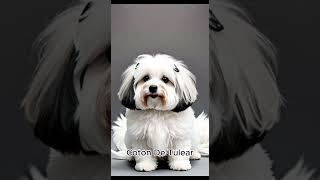 Coton De Tulear [upl. by Nally]