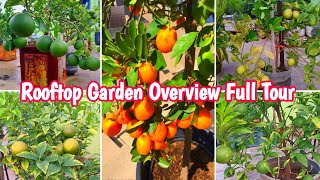 Best Fruits Plants For Terrace garden Rooftop garden Overview Part 2 [upl. by Heyes]