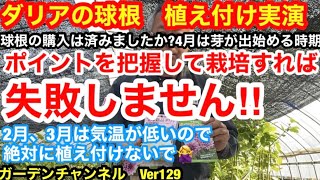 【ダリア 球根植え付け】４月に入りダリア球根の芽だ動き始めました。植え時なので辞意際に鉢植えをしてみましたVer129【カーメン君】【ダリア】【dahlia】【栽培】 [upl. by Karil]