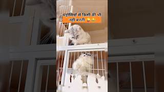 इंसान तो छोड़ो इनकी भी पड़ोसियों से नहीं बनती 😂 funny lol comedy catlover cat jokes funmemes [upl. by Nell]