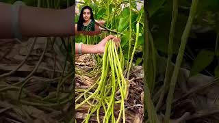 Beans farming in China 🇨🇳 satisfying cookingwithshweta shortvideo shorts trendingshorts [upl. by Rask]