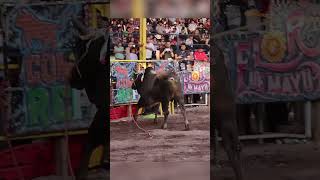 Banda La Jaripera  En el jaripeo solo los valientes hacen historia toros rodeo jaripeopita [upl. by Eaned]