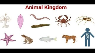 Kingdom Animalia  Porifera to Arthropoda  Class 11  NEB [upl. by Silberman]