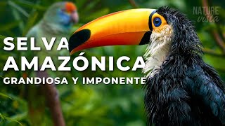 LA GRANDIOSA AMAZONIA  Un Viaje Extraordinario  Documental Completo [upl. by Idnar]