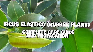 How To Care For Ficus Elastica  Complete Care Guide Propagation and Potting [upl. by Troyes445]