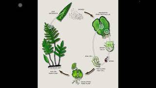 Life cycle of fern [upl. by Ednutabab44]