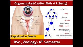 Oogenesis after birth  Gametogenesis  Embryology  How egg cells are produced  HSR Bioinfo [upl. by Llebpmac]