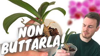 ORCHIDEA DISIDRATATA SENZA RADICI  idroterapia pulizia radici rinvaso e update [upl. by Colwell566]