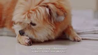 Dog skin problems hair fall and itching petmedicine petcare doglover pets vetmedicine [upl. by Ettenay]