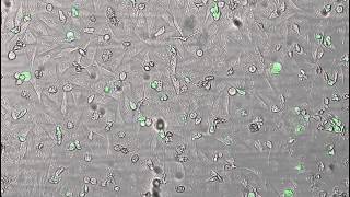 JuLI Stage Application Video Cell Apoptosis images for 40 hours [upl. by Oesile]