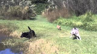 SIBERIAN HUSKY Off Leash Recall and AXEL GSD E COLLAR PAGER [upl. by Ybab511]