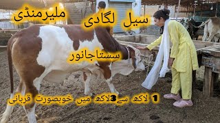 Malir Mandi 2024  Malir Mandi Cattle Rates Update  Malie Mandi may lagi sale  Mandi Vlogs [upl. by Drawd]