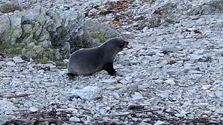 Seal Pup traversing the shoreline [upl. by Cumings301]