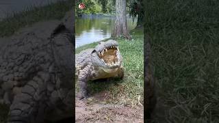 How alligators get their teeth clean [upl. by Ydnac]