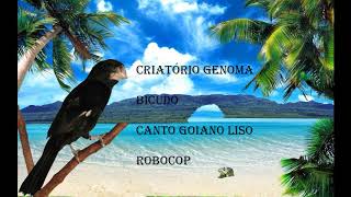 Bicudo Canto Goiano Liso ROBOCOP [upl. by Atimad]