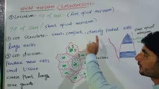 characteristics of apical meristem in urdu hindi by abdur Rahman officialclass 9th biology [upl. by Nellda]