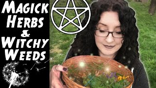 MAGICK HERBS and WITCHY WEEDS from Your Backyard [upl. by Roque]