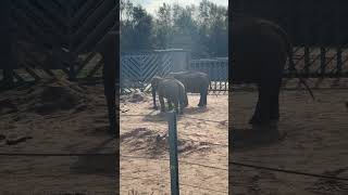 Asian elephant at Blackpool Zoo [upl. by Nohsauq]