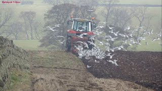 Ploughing with the MF 7618 and Kverneland Four furrow With White Crows [upl. by Puna633]