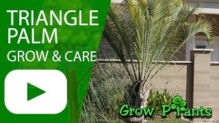 Triangle Palm  grow and care [upl. by Natsirt]