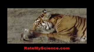 Tiger kills a monkey in ambush Rate My Science [upl. by Torrlow990]