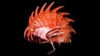 Antarctic Amphipods  Animal of the Week [upl. by Garnes]