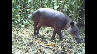 Bairds Tapir During Day in Nicaragua [upl. by Nosittam]