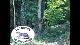 Loutre Rochefortaise Oct 2024 [upl. by Tad]