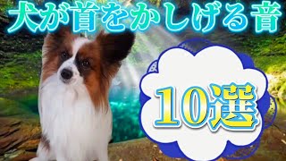 【犬が首をかしげる音】【犬が反応する音】【犬のための動画】【犬が喜ぶ音】【犬の鳴き声】【犬】【パピヨン】 [upl. by Bonneau950]