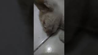 Sehat mpus caturday cat shortsfeed catlover cutecat [upl. by Idak]