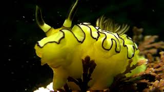 【青海島】キイロウミウシ quot Sea Slug quot [upl. by Conover]