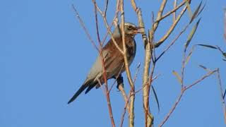 Une GRIVE LITORNE  Fieldfare [upl. by Carpet816]