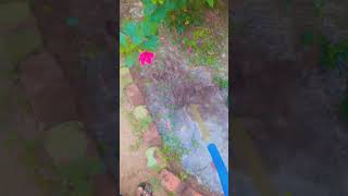 Our mini garden vlog🌺🥀🪴🌼youtubeshorts plzdosuporrtmychanlfriends [upl. by Dronski]