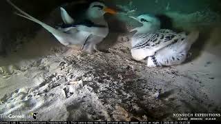 Tropicbird Parent Returns To Nonsuch Island To Feed Raucous Chick – June 23 2020 [upl. by Sherborn180]