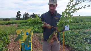 Barenbrugs forage brassicas [upl. by Ondine]