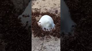 Ant eating 😋shortvideo youtubeshorts [upl. by Lamaj]